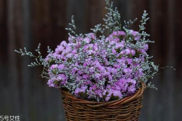 勿忘我的颜色有哪些呢(勿忘我都有什么颜色)