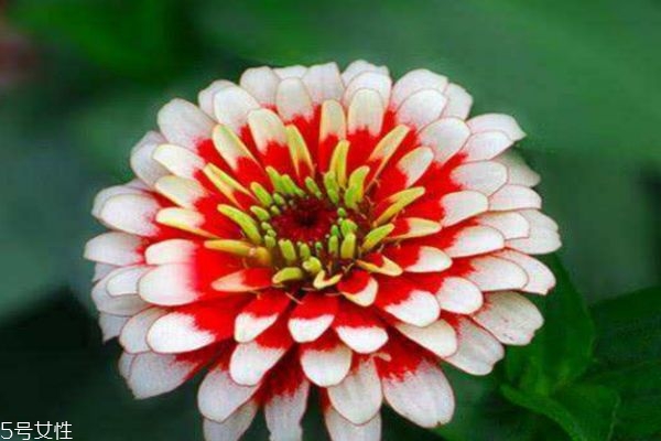 百日草生长在什么环境里呢(百日草的生长过程)