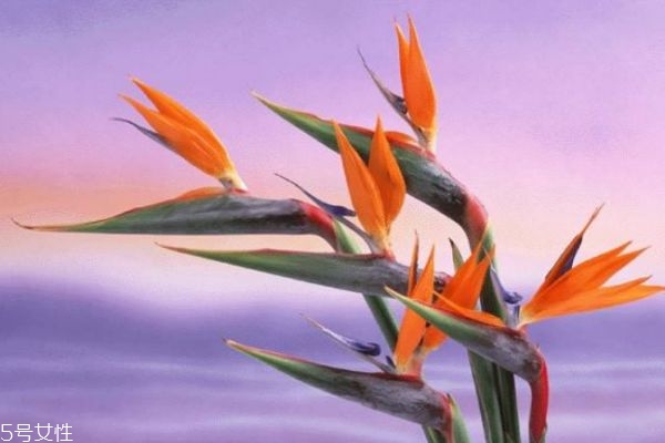 应该怎么挑选天堂鸟呢(鸟的天堂从哪三个方面入手) 应该怎么挑选天堂鸟呢(鸟的天堂从哪三个方面入手)