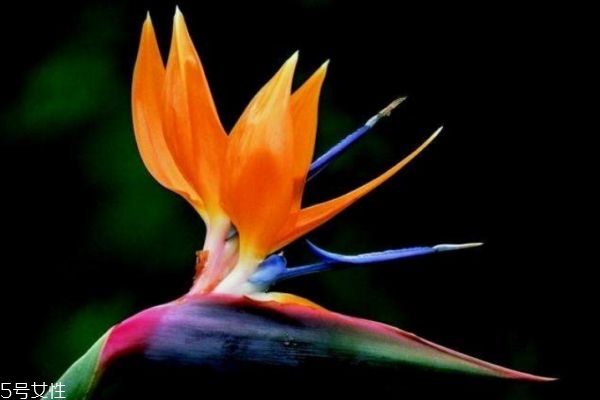 天堂鸟生长在什么环境里呢(天堂鸟生长季节)