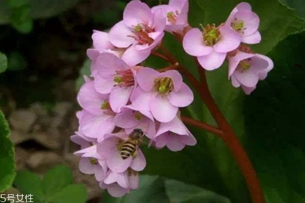 风信子生长在什么环境里呢(风信子的生长环境) 风信子生长在什么环境里呢(风信子的生长环境)