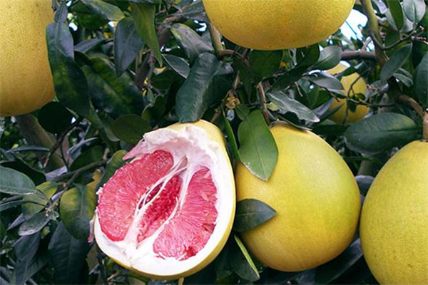 风信子的颜色有多少种呢(风信子有几种颜色)