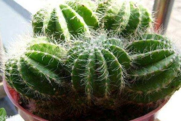 仙人掌可以吃吗(仙人掌可以吃吗?它有什么功效) 仙人掌可以吃吗(仙人掌可以吃吗?它有什么功效)