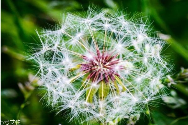 使用蒲公英需要注意什么(蒲公英注意事项)