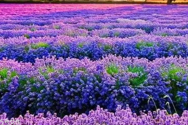 薰衣草适合送给什么人呢(送薰衣草给女生合适吗) 薰衣草适合送给什么人呢(送薰衣草给女生合适吗)