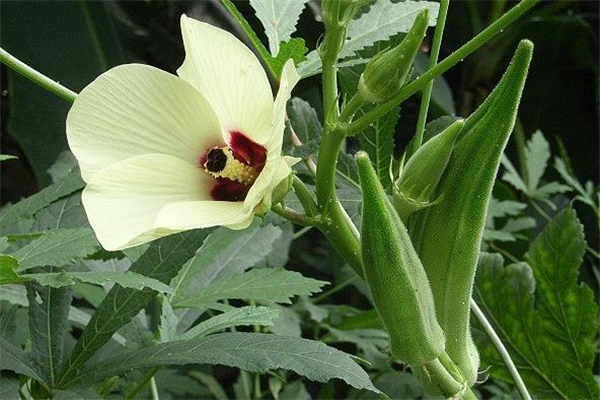 黄秋葵壮阳要吃多久(秋葵吃了壮阳吗)