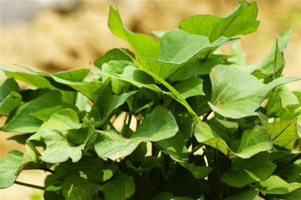 红薯叶营养成分(红薯叶营养成分表100克)