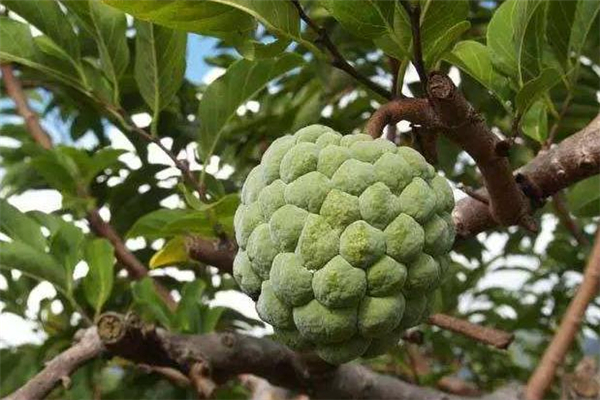 释迦果怎么保存比较好(释迦果怎么保存比较好?)