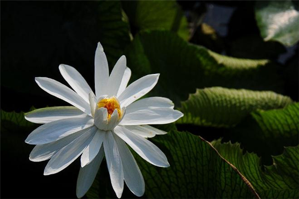 小满出生的人命理分析(小满出生的人是什么命)