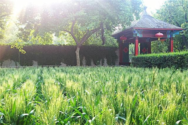 小满节气不同地区天气(小满节气的气候特点) 小满节气不同地区天气(小满节气的气候特点)