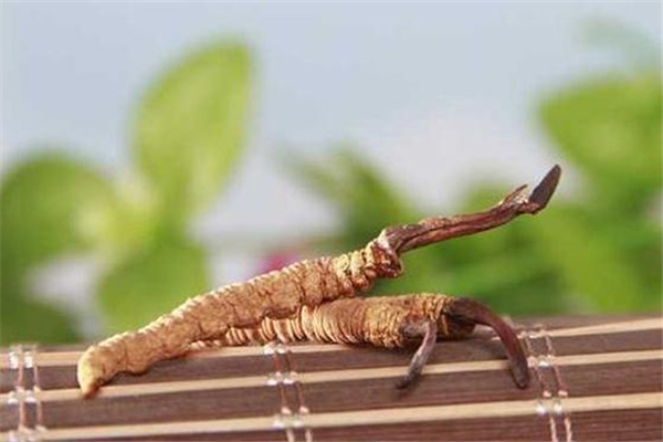 冬虫夏草可以放多久(冬虫夏草能放多久)