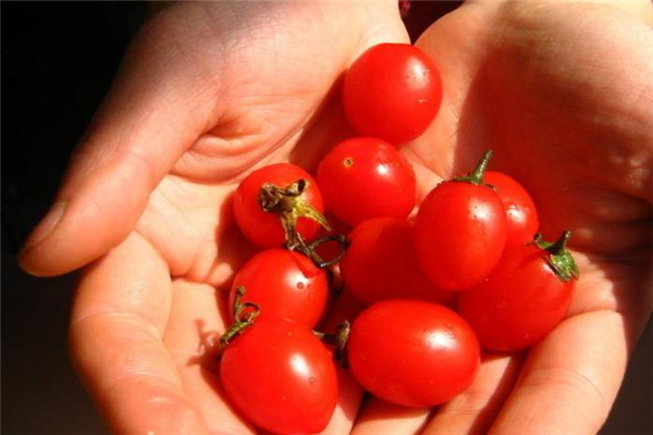 圣女果的美容功效(圣女果的美容功效) 圣女果的美容功效(圣女果的美容功效)