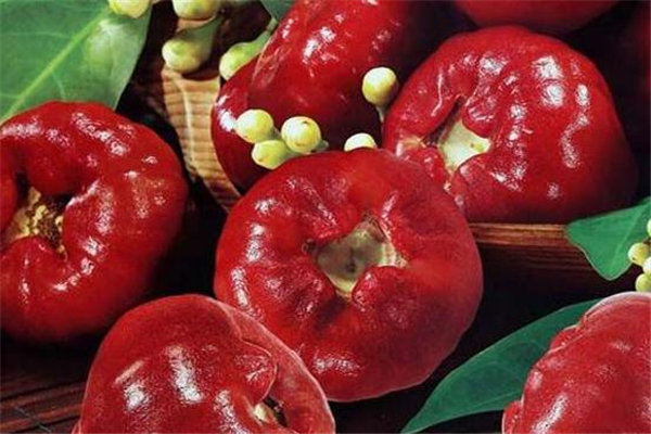 莲雾怎么吃(莲雾怎么吃要不要削皮)