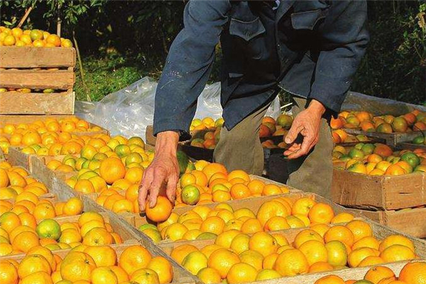 椪柑对身体的好处(椪柑对身体的好处)