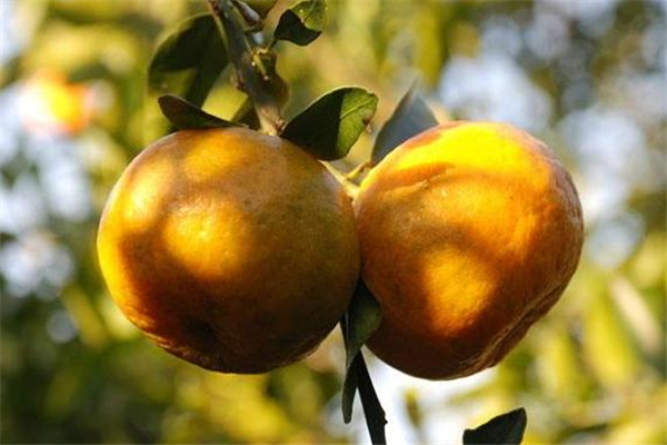 椪柑是芦柑吗(椪柑是芦柑吗)