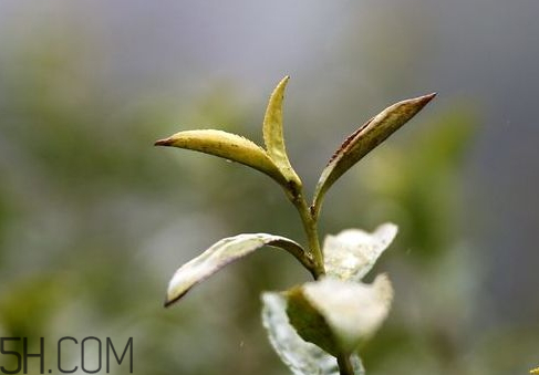 倒春寒会持续多久(倒春寒会持续多久)