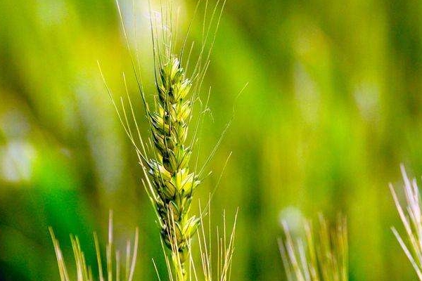 青稞酒的酿制方法(青稞酒的酿制方法) 青稞酒的酿制方法(青稞酒的酿制方法)