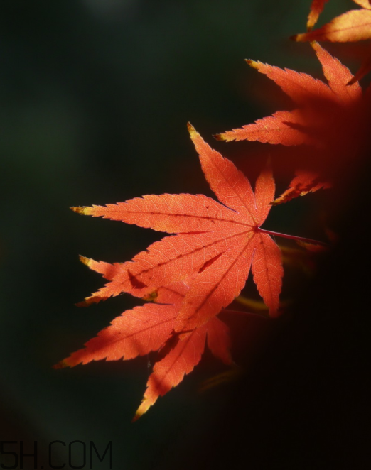 枫叶的作用(枫叶的作用和功效是什么)