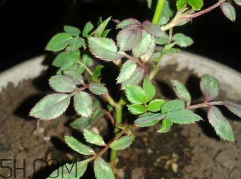 扦插月季的方法(插月季枝生根的小窍门) 扦插月季的方法(插月季枝生根的小窍门)