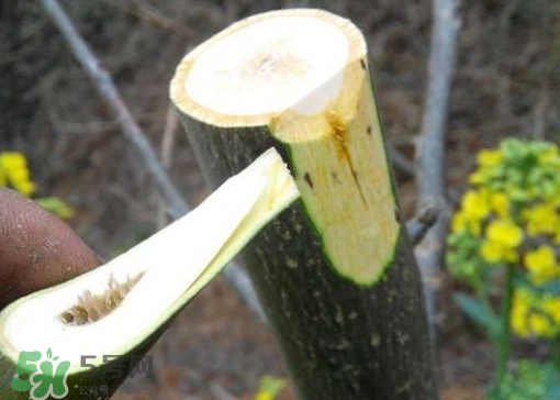 爱茉莉唇釉推荐色号(爱茉莉唇釉06)