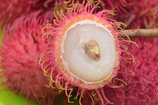 红毛丹是温性水果(红毛丹是温性水果吗)