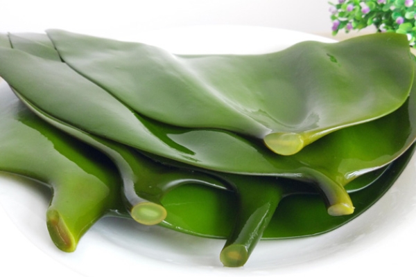 吃海带能减肥吗(吃海带能减肥吗?)