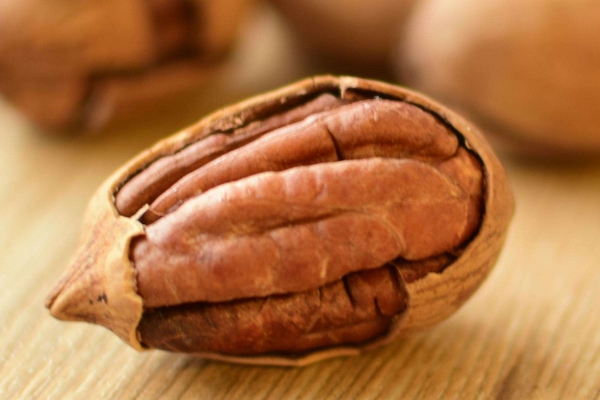 碧根果的药用价值(碧根果的药用价值) 碧根果的药用价值(碧根果的药用价值)