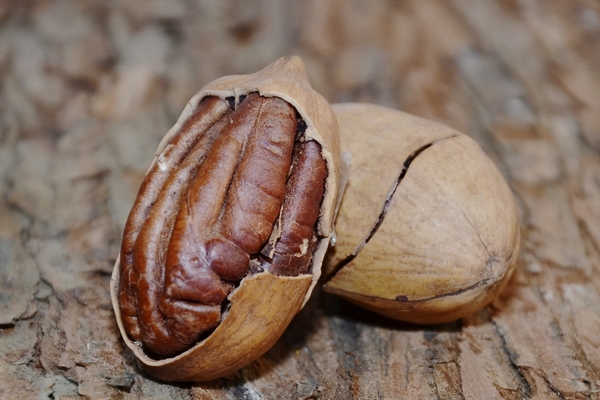 碧根果禁忌搭配(碧根果的禁忌)