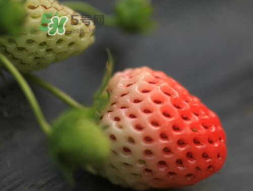 草莓的营养分析(草莓的营养分析)
