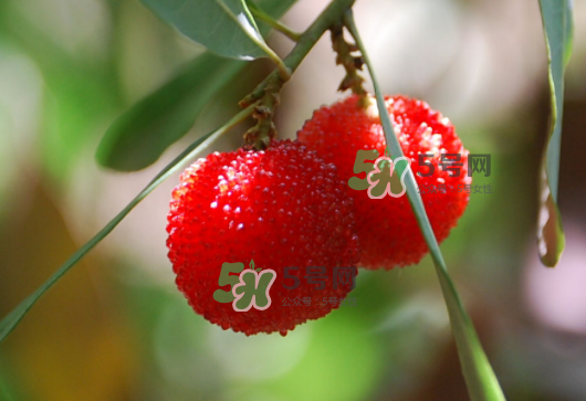 杨梅的营养价值(杨梅的营养价值及功效和作用) 杨梅的营养价值(杨梅的营养价值及功效和作用)