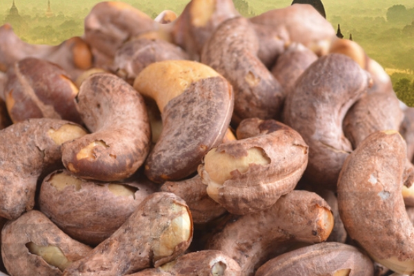 腰果的营养价值功效(腰果的营养价值功效和作用)