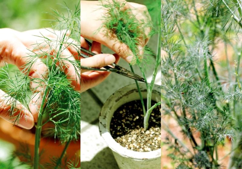 收成的重点(什么的收成) 收成的重点(什么的收成)