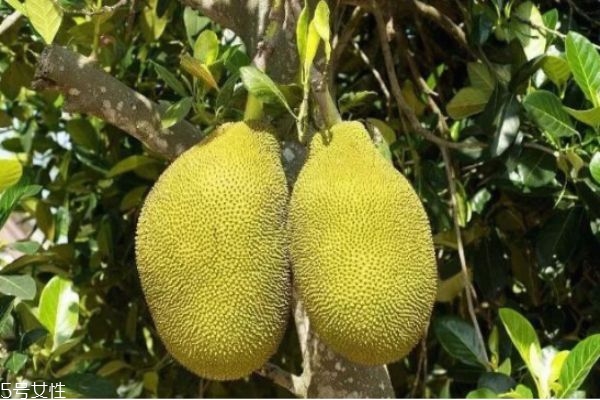 吃菠萝蜜的其他禁忌(吃菠萝蜜有什么禁忌吗) 吃菠萝蜜的其他禁忌(吃菠萝蜜有什么禁忌吗)
