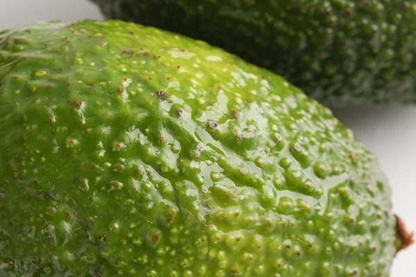 牛油果可以保护子宫健康(牛油果可以保护子宫吗)