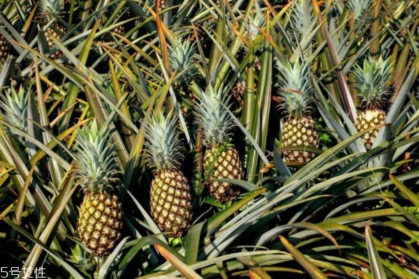 菠萝怎么吃(菠萝怎么吃最好吃最甜)
