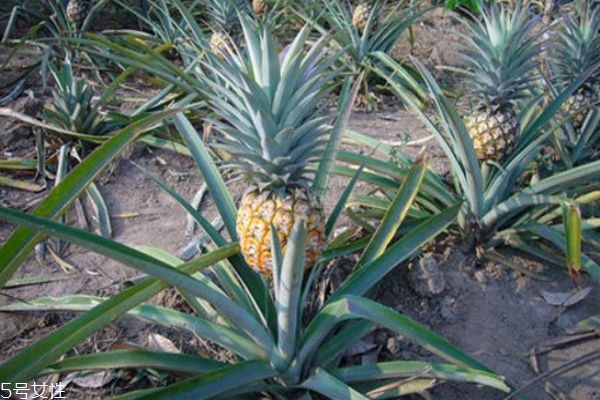 关于菠萝的生长(菠萝是如何生长的) 关于菠萝的生长(菠萝是如何生长的)