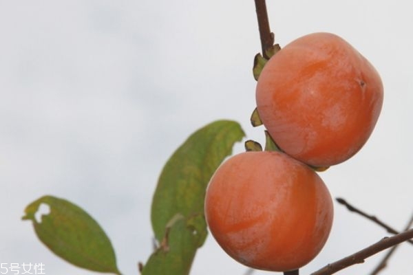 柿子的营养成分表(大柿子的营养价值及功效和作用)