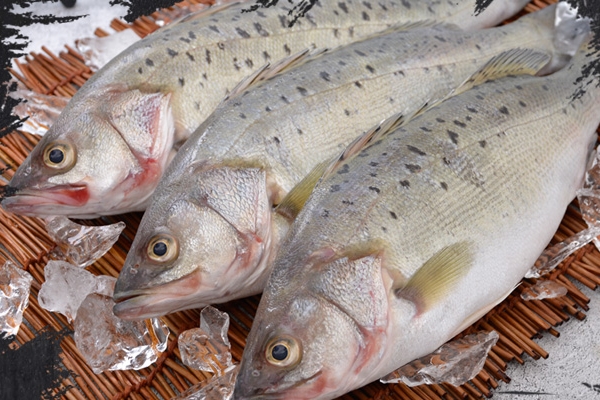 吃海鲈鱼的好处(吃海鲈鱼的好处) 吃海鲈鱼的好处(吃海鲈鱼的好处)