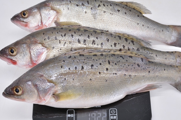 海鲈鱼的食用禁忌(吃海鲈鱼的禁忌)