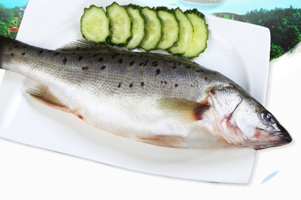 海鲈鱼的营养价值(海鲈鱼的营养价值及功效)