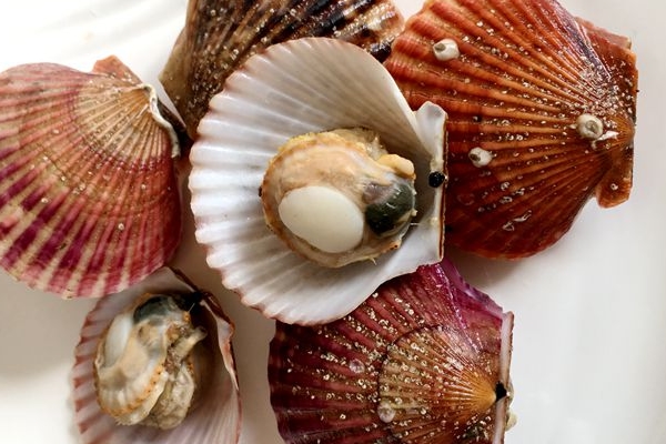 扇贝的食用注意事项(扇贝的吃法和注意事项) 扇贝的食用注意事项(扇贝的吃法和注意事项)