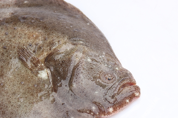 经期能吃多宝鱼吗(来月经可以吃多宝鱼吗)