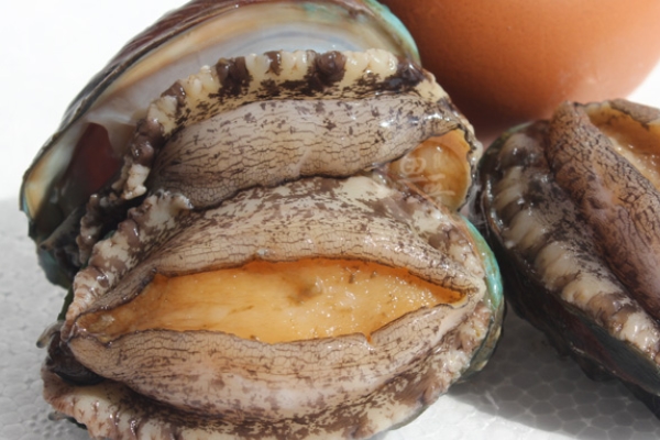 鲍鱼和生蚝的营养价值区别(鲍鱼和生蚝的营养区别是什么?)