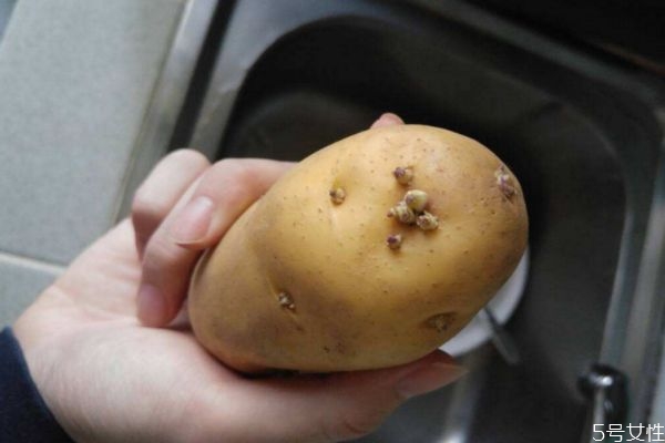 轻微发芽的土豆有毒吗(轻微发芽的土豆有毒吗)