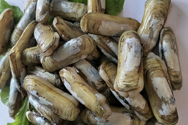 蛏子是发物吗(蛏子是发物吗?什么人不能吃蛏子?)