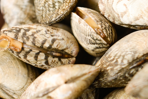 花甲的功效(花甲的功效和作用)