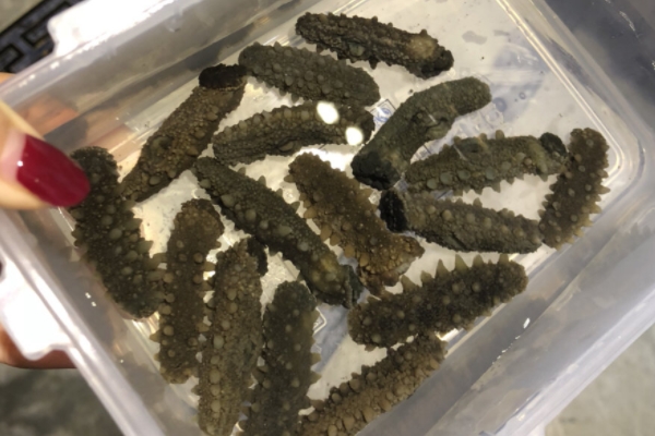 海参是什么(海参是什么动物)