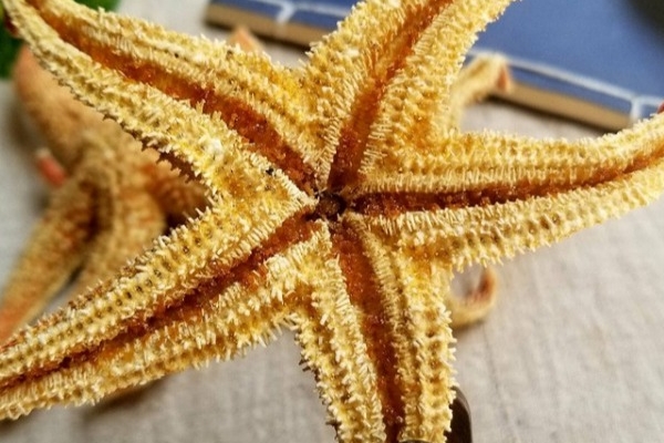 猪肉海星汤的做法(海星煲猪骨汤的做法)