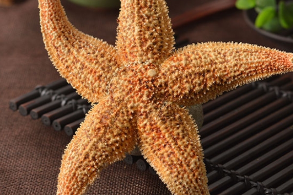 海星汤补虚强体(海星壮阳补肾)