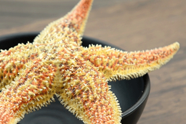 海星的功效(海星的功效和作用)